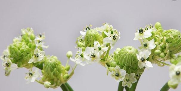 花开伤人间，花语泪湿情缘路（细品花语的伤痛）