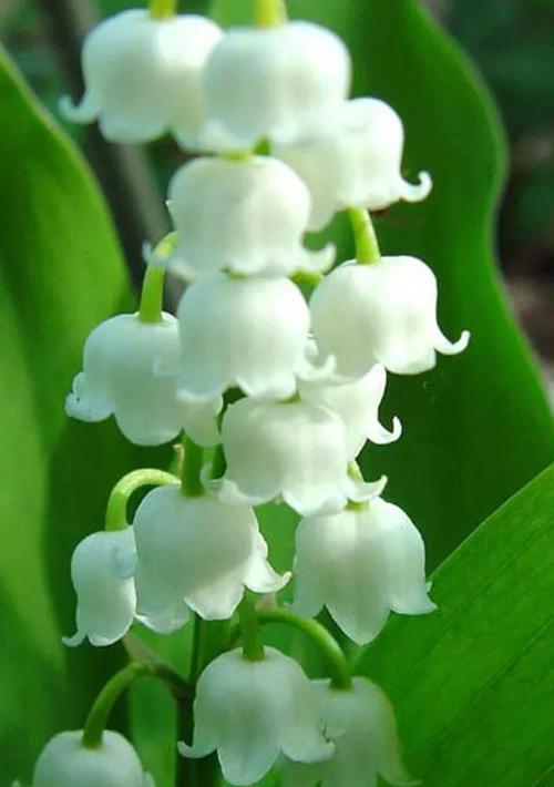 沉浸绝望的花海（揭示悲伤的花朵）