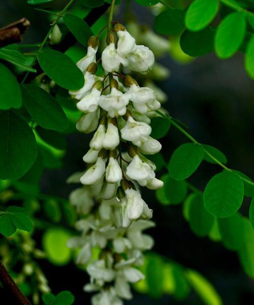 槐花的花语传递着无尽的情感（探寻槐花的花语之美）