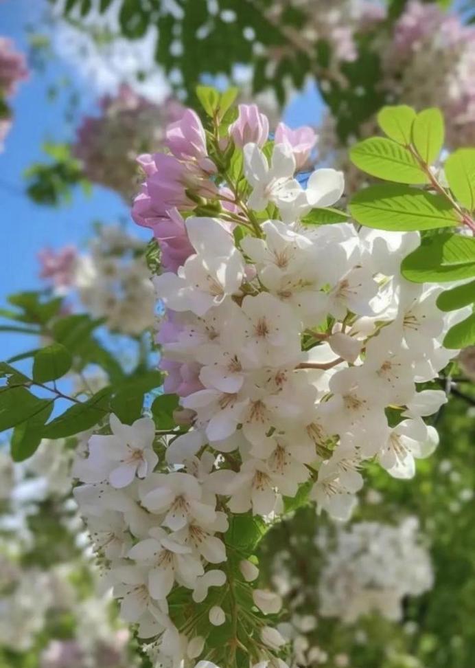 槐花的花语传递着无尽的情感（探寻槐花的花语之美）