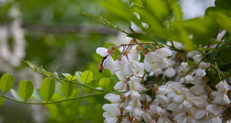 槐花的花语意义（以槐花花语探索友情与祝福的真谛）