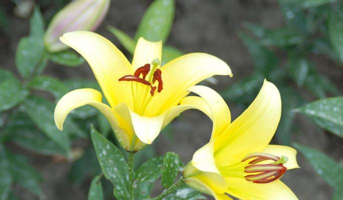 花开时节，黄百合如诗如画（黄百合的花语和美丽故事）