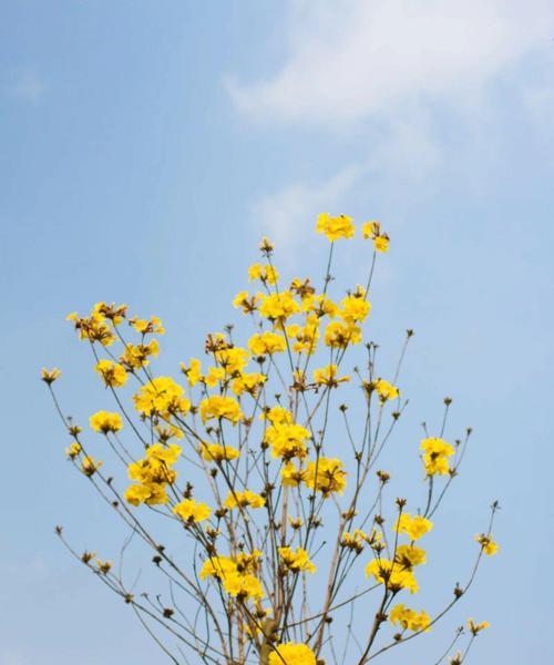 黄花风铃木的花语——希望和繁荣（鲜黄花朵让人充满希望）