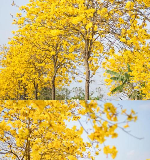 黄花风铃木花语的意义与传说（一课了解黄花风铃木的美丽与神奇）