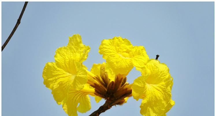 黄花风铃木花语的意义与传说（一课了解黄花风铃木的美丽与神奇）