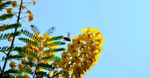 黄花槐的花语与象征意义（黄花槐）