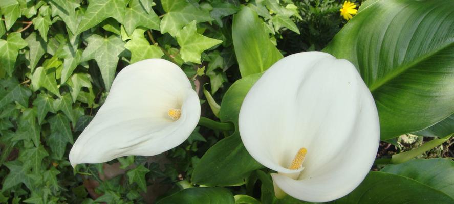 黄花马蹄莲（探寻黄花马蹄莲的花语）