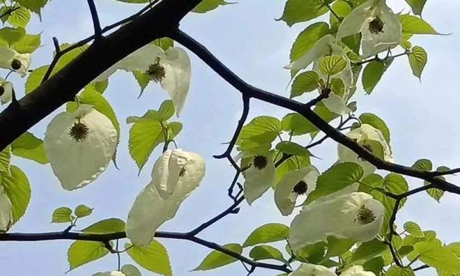 活化石植物——追寻生命的时间轴（走进生命的岁月长河）