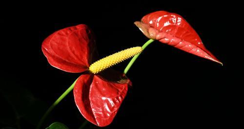 火鹤花的花语与寓意（以花语揭示火鹤花的内涵与情感）