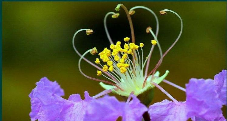 火花兰花语（唤起心灵火花）