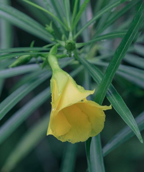 夹竹桃的花语（了解夹竹桃花的花语意义与风险）