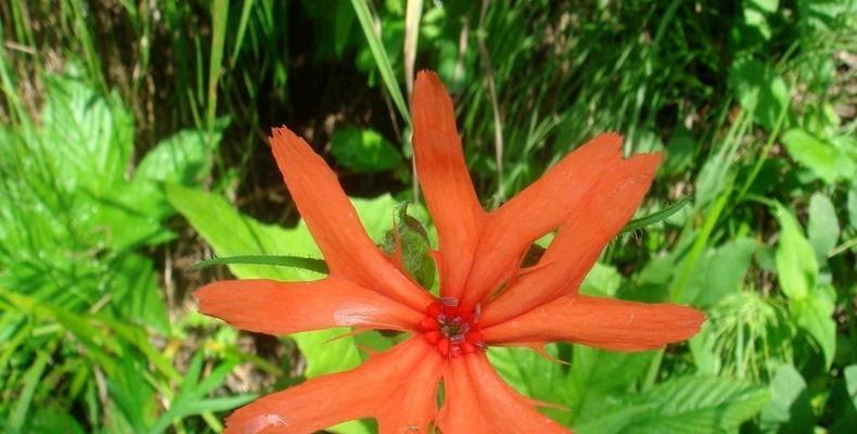 秋萝花语，传递美好与祝福的力量（以剪秋萝为媒介）