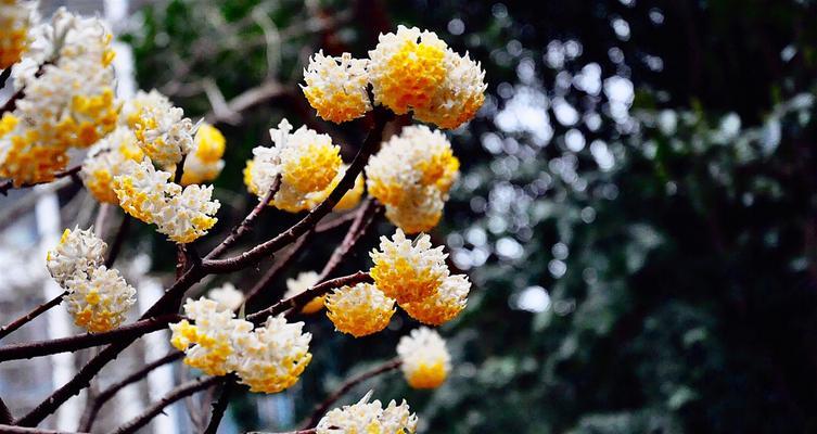 以结香的花语与传说（传说中的结香花的起源与花语的意义）