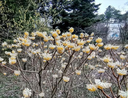 以结香的花语与传说（传说中的结香花的起源与花语的意义）