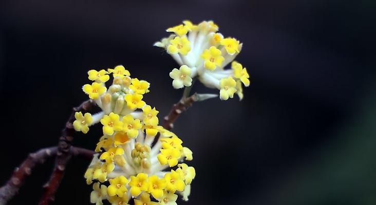 以结香的花语与传说故事（盛放爱的象征——以结香的花语）