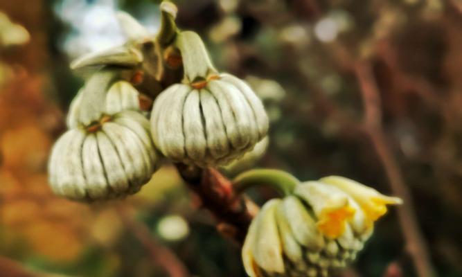 结香花的寓意与风水（花香满溢的吉祥之花）