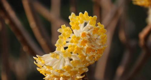 结香花的寓意与风水（花香满溢的吉祥之花）