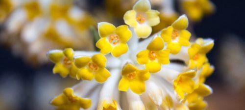 结香花的寓意与风水（花香满溢的吉祥之花）