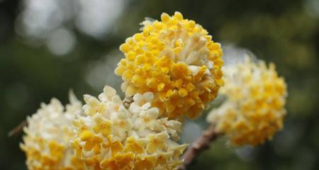 以结香花之寓意（花开花落人生之象征）