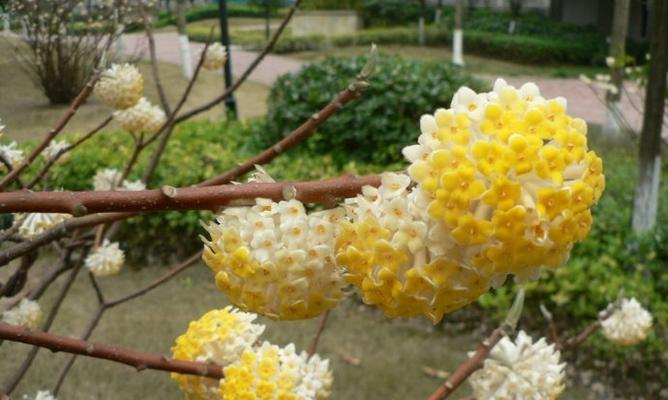 以结香花语——沟通心灵的花语之美（探索以结香花语的深层意义与传递方式）