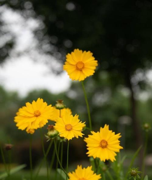 金鸡菊的花语与意义（探索金鸡菊的象征与传统）