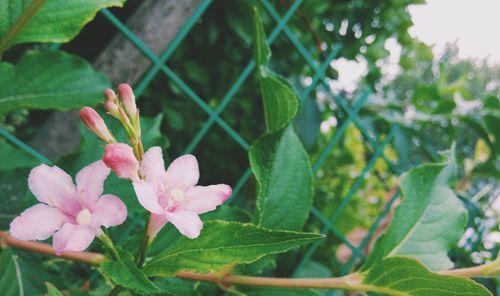 绽放在世界的锦带花海（锦带花的花语与魅力）