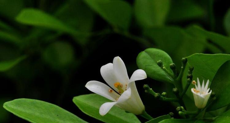 九里香的花语（九里香花语-传递爱与温暖）