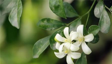 九里香花语与寓意（九里香花语的魅力与传承）