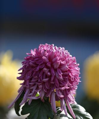 菊花花语的多样性与象征意义（探索菊花不同花语的深层内涵）