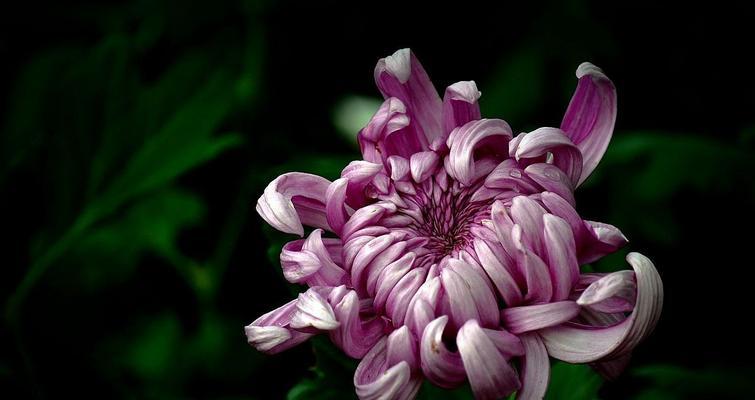 菊花的象征意义与文化传承（菊花的多重寓意与深远影响）