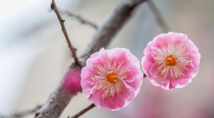 腊梅花的寓意——坚韧不拔的生命力（揭示腊梅花的深层含义）