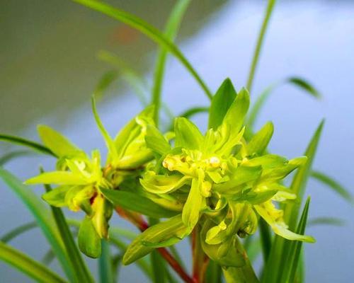 兰花花语的寓意与象征（探索兰花的神秘花语世界）