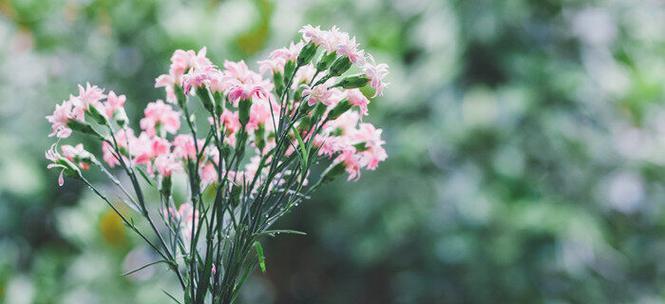 蓝桉的花语与意义（传递祝福与美好的代表）