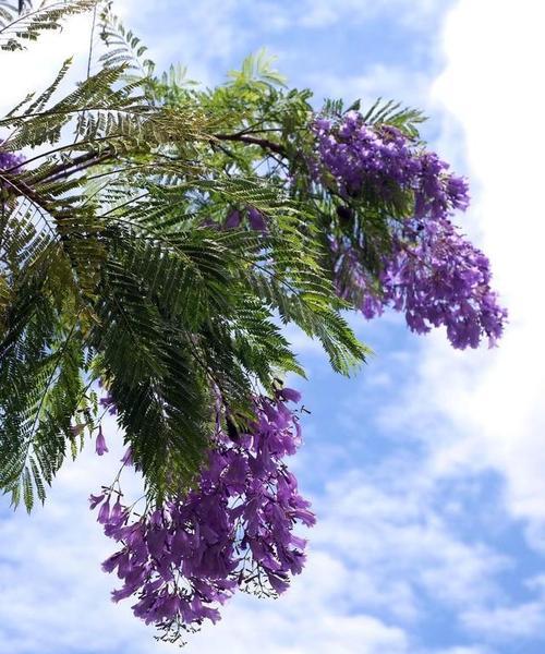 蓝花楹花语的深意（探索蓝花楹的花语与象征）