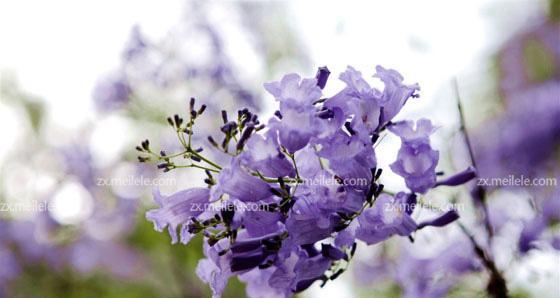 蓝花楹花语之美——探索这朵花的独特寓意（纯洁高尚）