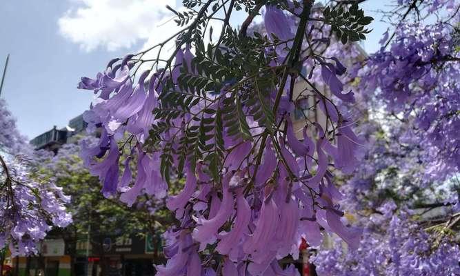 蓝花楹（探寻蓝花楹的象征意义与魅力）