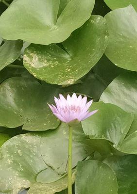 解读蓝莲花花语及其意义（探寻蓝莲花背后的深意）