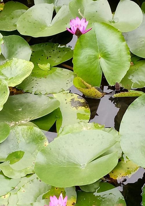 解读蓝莲花花语及其意义（探寻蓝莲花背后的深意）