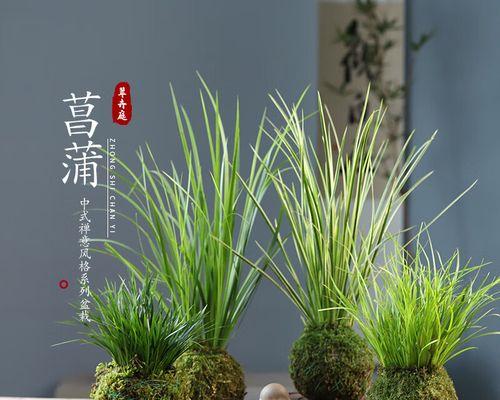 探秘苔藓的分类、生态、形态和功能（探秘苔藓的分类）