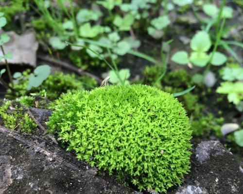 探秘苔藓的生命奇迹（苔藓植物在植物界的重要性及发展前景）