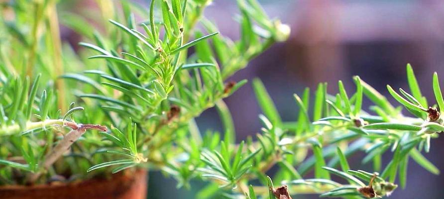 太阳花在冬季能开花吗（探讨太阳花冬季开花的可能性及室内养护技巧）