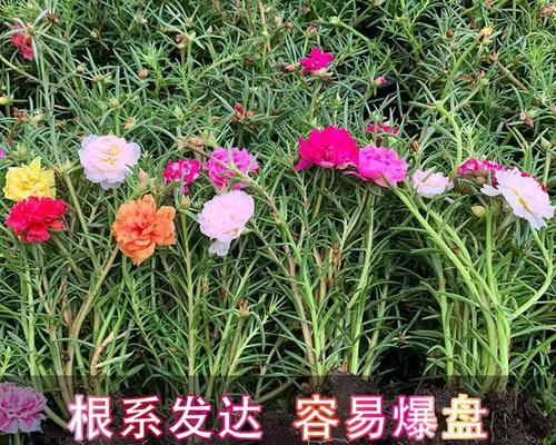 太阳花的浇水周期与季节变化（每季节的浇水频率和注意事项）