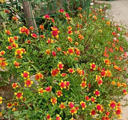 太阳花的种植及养护（打造盛夏的黄金色海洋）