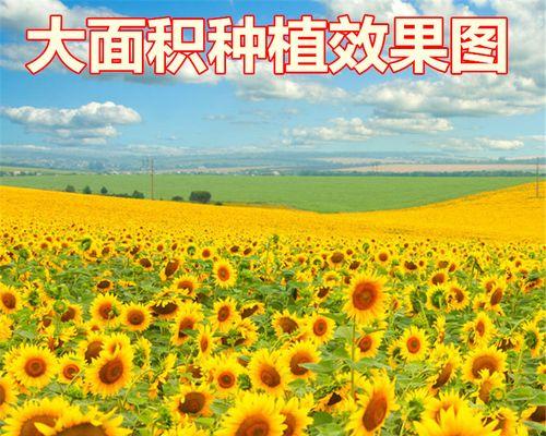 太阳花的食用与营养（探索太阳花营养价值及食用方法）