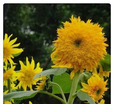 太阳花的品种及特点（探究太阳花的丰富品种）