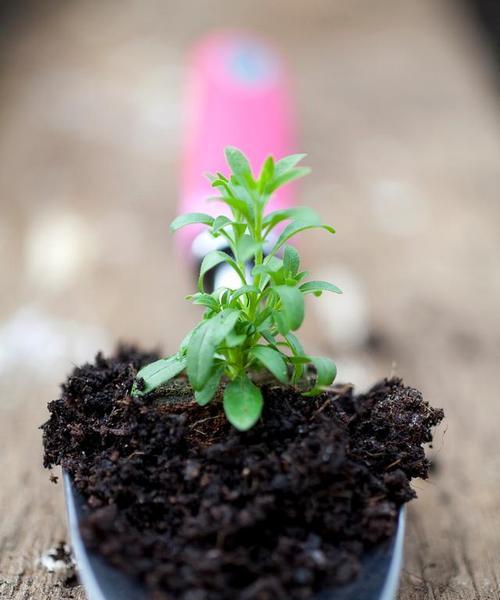 太阳花种子的收获与利用（种植太阳花）