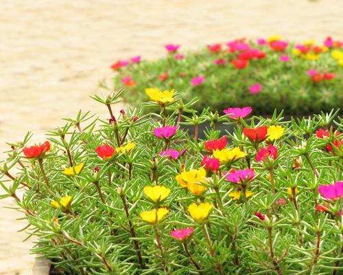 太阳花种植全攻略（种植时间）