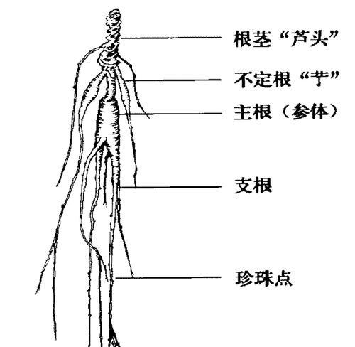 太子参的种植条件及适宜区域（从土壤到气候）