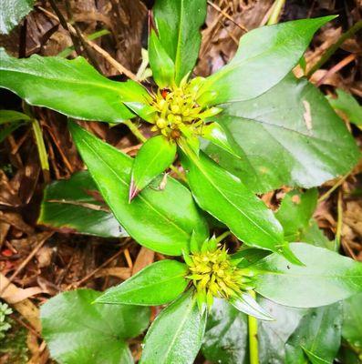 太子参种植指南（适合地点）