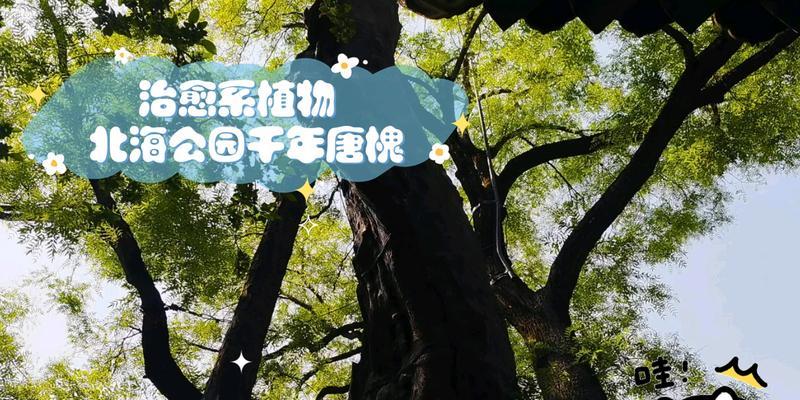 认识唐槐——一种美丽的园林植物（了解唐槐的分类）